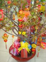 Hoa mai Tree & New Year Decor 