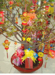 Hoa mai Tree & New Year Decor 