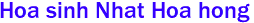 Hoa sinh Nhat Hoa hong