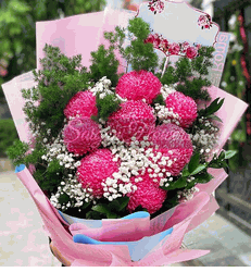 peony-chrysanthemum-cuc-mau-don.