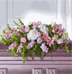 Hoa tri �n Casket Flower