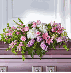 Hoa tri �n Casket Flower