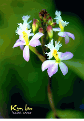 HoaDep_007 Epidendrum ibaguensis