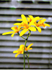 HoaDep Laelia Goldstar