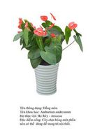hongmon-anthurium