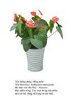 hongmon-anthurium