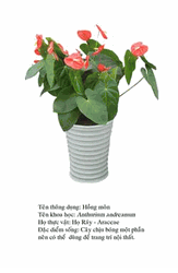 hongmon-anthurium