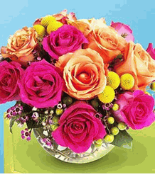 Hot pink roses