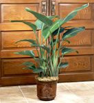 House Plants