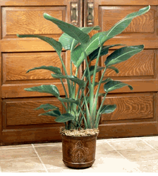 House Plants
