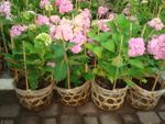 Hydrangea 2 pots