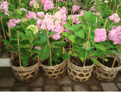 Hydrangea 2 pots