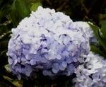  hydrangea 5 stems