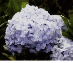  hydrangea 5 stems