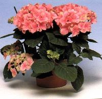 Hydrangea (Pink)  2 pots
