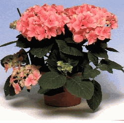 Hydrangea (Pink)  2 pots