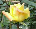 International Women's Day Flowers Oct 20-21-2017th flower