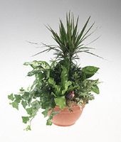 International garden of mixed green plants.