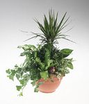 International garden of mixed green plants.
