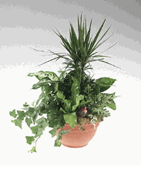 International garden of mixed green plants.