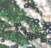 Jaboticaba (M&#7891;ng Qun, H&#7891;ng Qun) - Myciara cauliflora