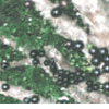 Jaboticaba (Mồng Qu�n, Hồng Qu�n) - Myciara cauliflora