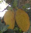 Jackfruit, ; khnacr ; nangka ; miiz, miiz hnang ; peignai (Mya); langka ; khanon, makmi, banun; (Mt) - Artocarpus heterophylla