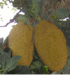 Jackfruit, ; khnacr ; nangka ; miiz, miiz hnang ; peignai (Mya); langka ; khanon, makmi, banun; (M�t) - Artocarpus heterophylla