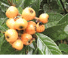 Japanese plum, Loquat - N�flier du Japon, bibassier