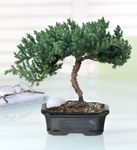 June's Bonsai 