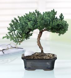 June's Bonsai 