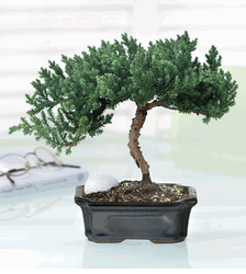 June's Bonsai 