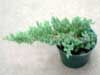 Juniper 