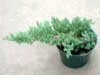 Juniper 