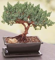 Juniper Bonsai 