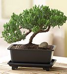 Juniper Bonsai