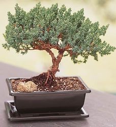 Juniper Bonsai 