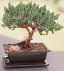 Juniper Bonsai 