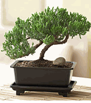 Juniper Bonsai
