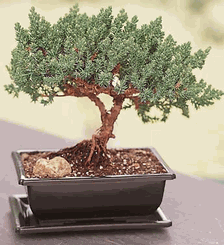 Juniper Bonsai 