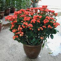 Kalanchoe 2 pots