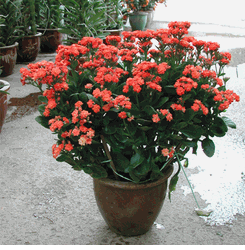 Kalanchoe 2 pots