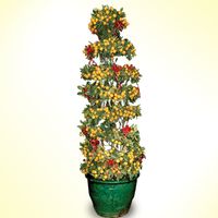 Kamquat - Four Season ( layers) 