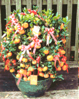 Kamquat -Mandarin Oranges 