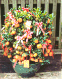 Kamquat -Mandarin Oranges 