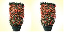 Kamquat -Mandarin Oranges 