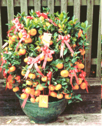 Kamquat -Mandarin Oranges 