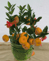 Kamquat -Mandarin Oranges (Table)