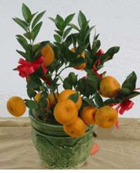 Kamquat -Mandarin Oranges (Table)