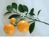 Kim quất, Chanh xanh, Chanh hồng, Tắc, B�ởi) 